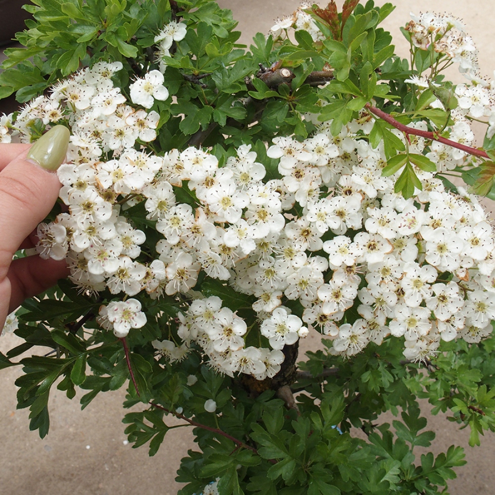Bonsai da esterno - Biancospino - Crataegus monogyna