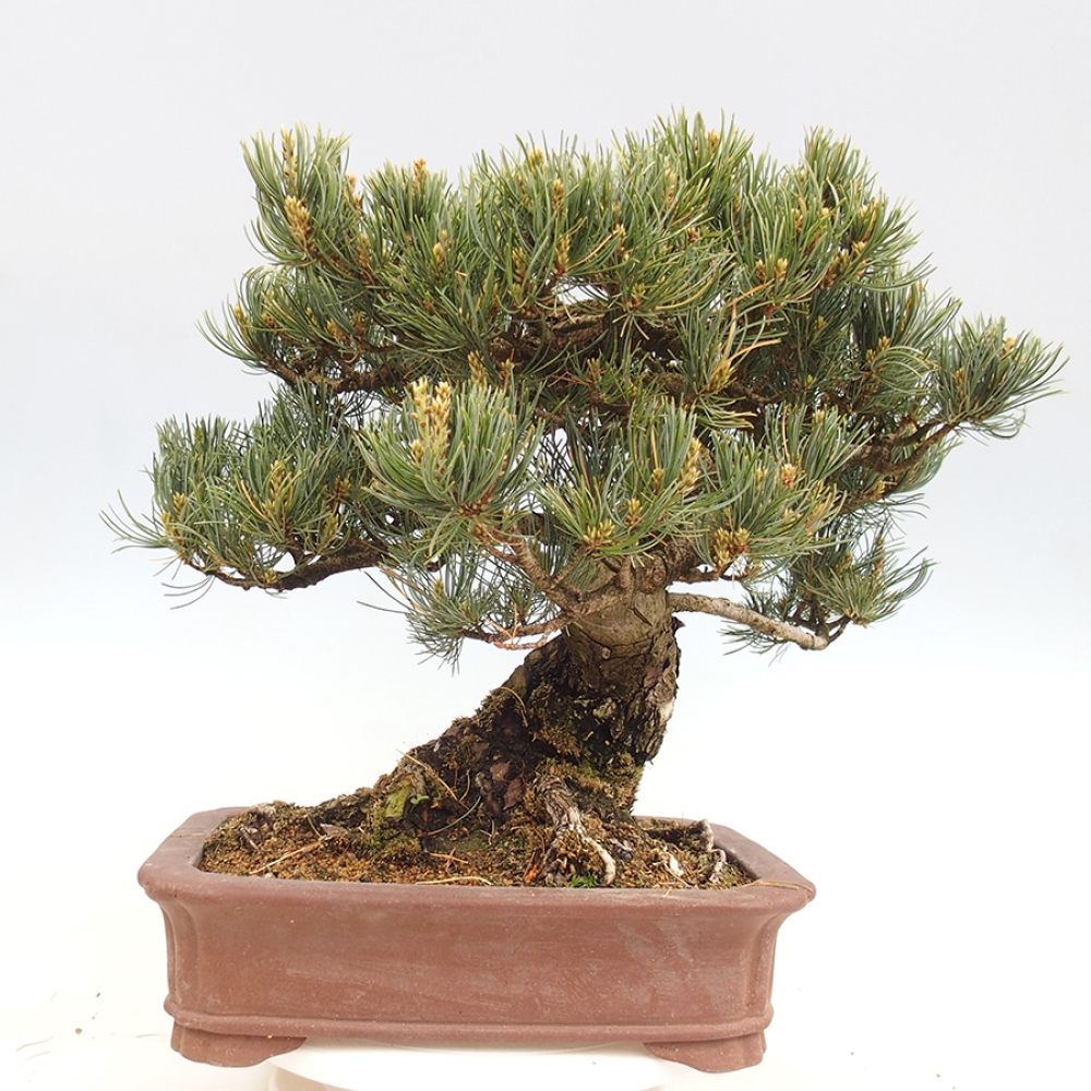 Bonsai da esterno - Pinus parviflora - Pinus parviflora