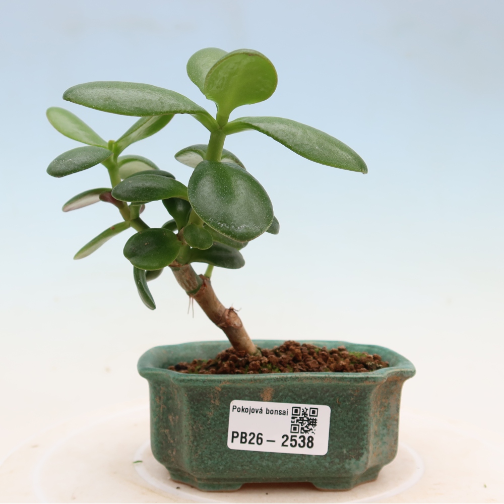 Camera bonsai - Portulakaria Afra - Tlustice