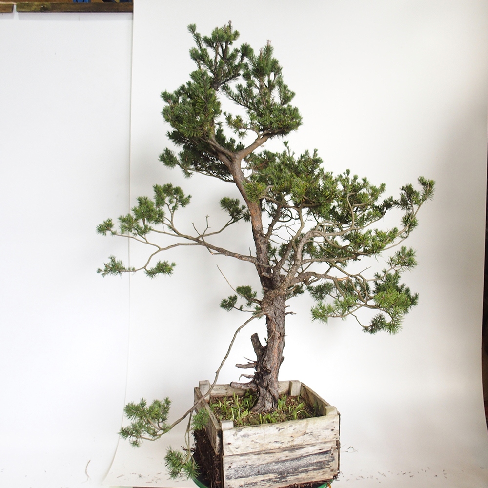 Yamadori - Pinus sylvestris Spagna