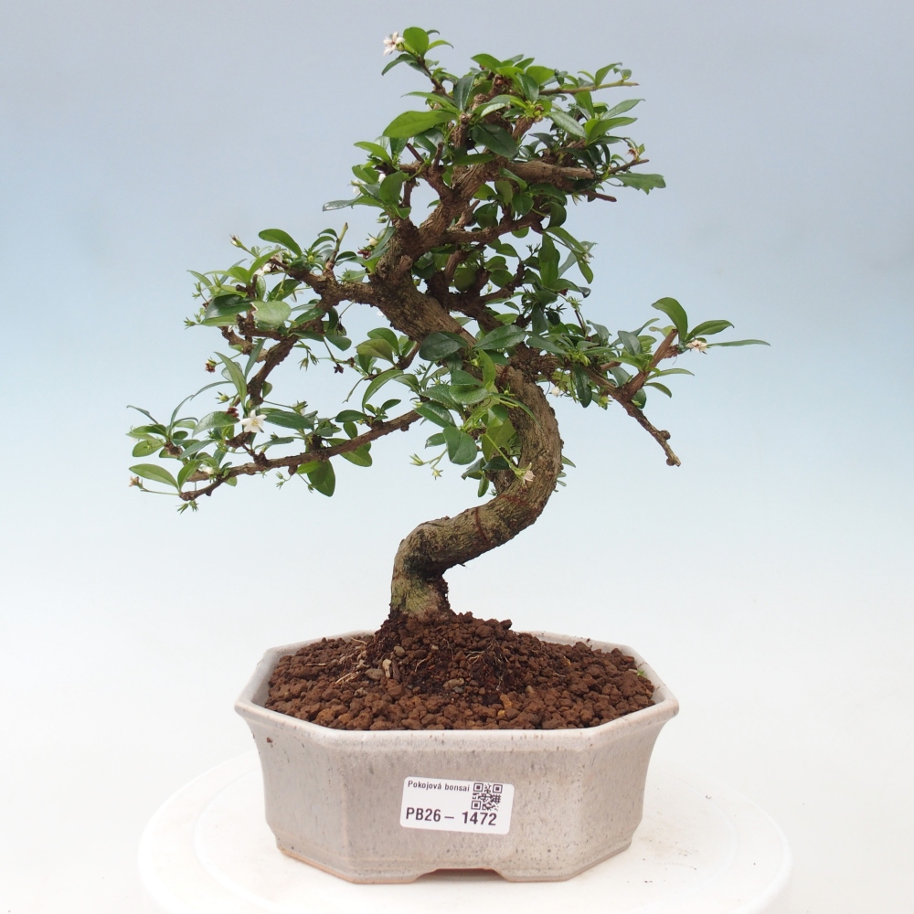 Camera bonsai - Carmona macrophylla - Tea fuki