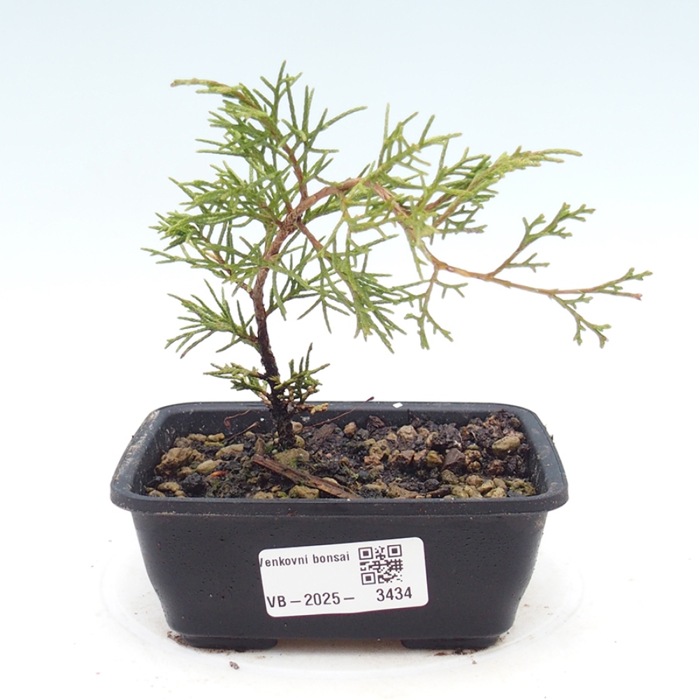 Bonsai da esterno - Juniperus chinensis Itoigawa