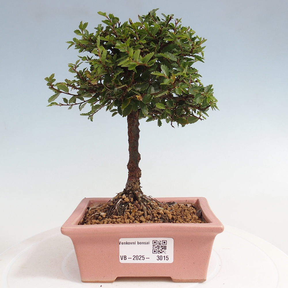 Bonsai da esterno - Ulmus parvifolia Sagei - Olmo a foglie piccole
