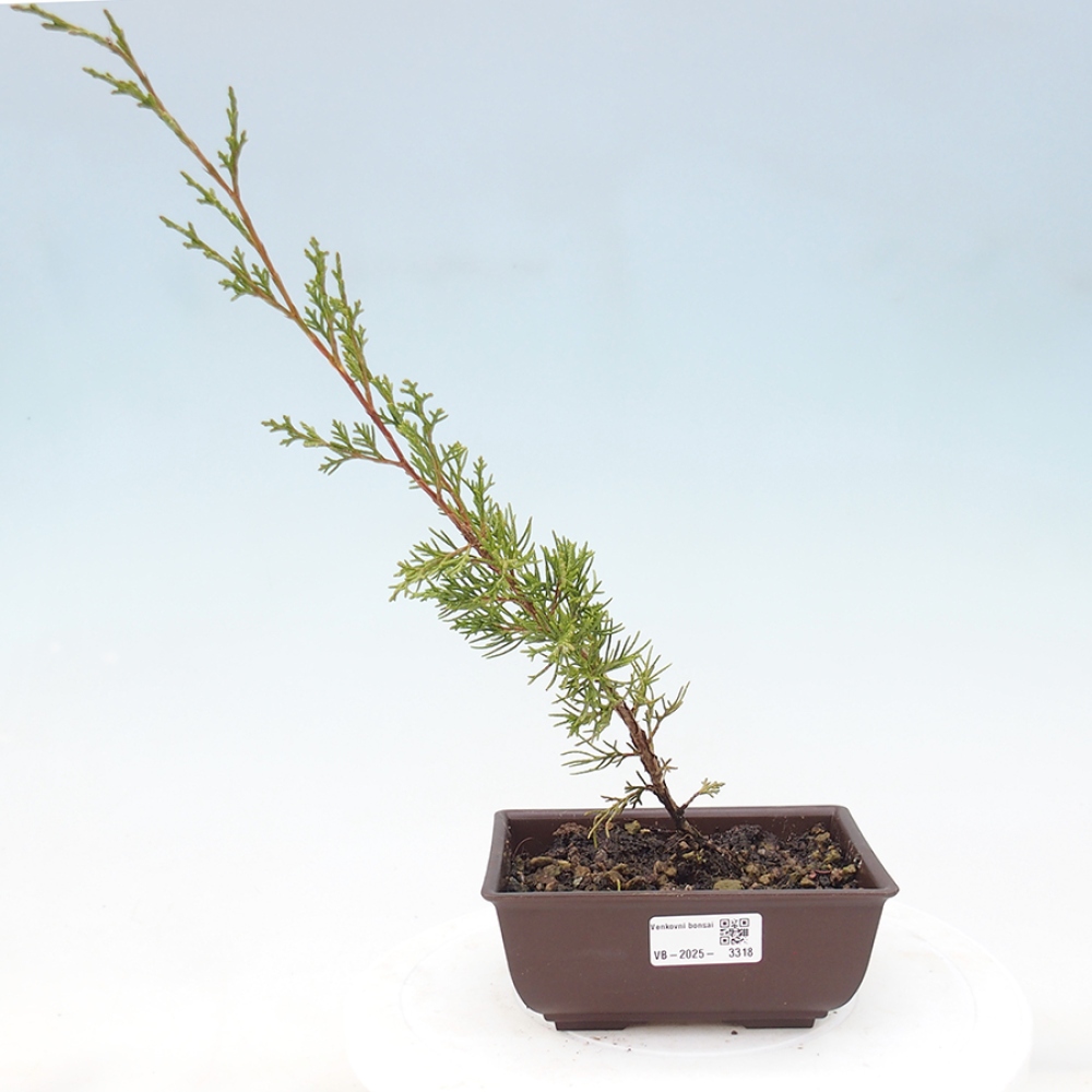 Bonsai da esterno - Juniperus chinensis Itoigawa