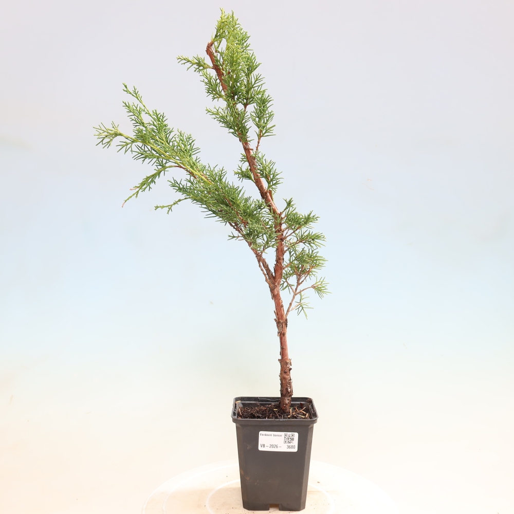 Bonsai da esterno - Juniperus chinensis Kishu