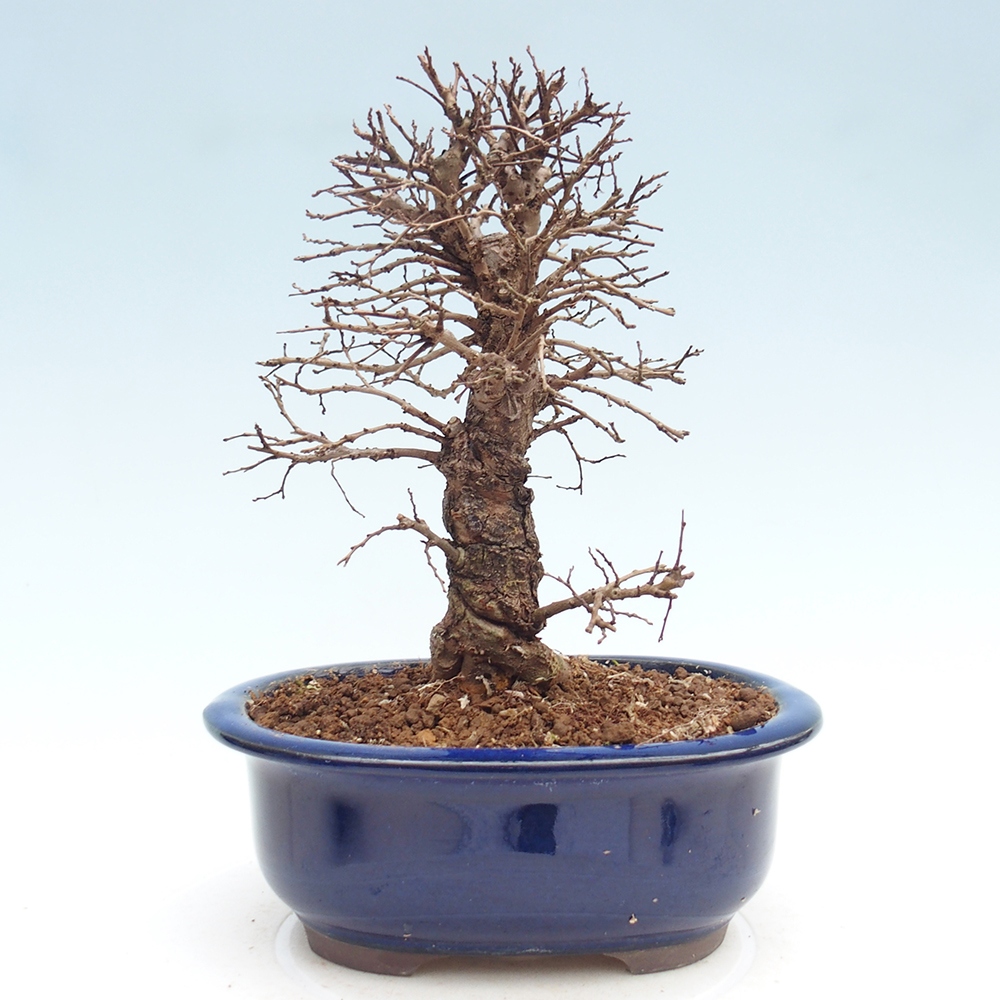 Bonsai da esterno - Zelkova - Zelkova NIRE