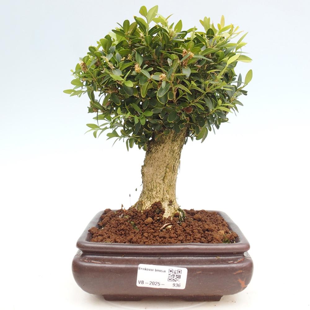 Bonsai da esterno - Buxus sempervirens - bosso