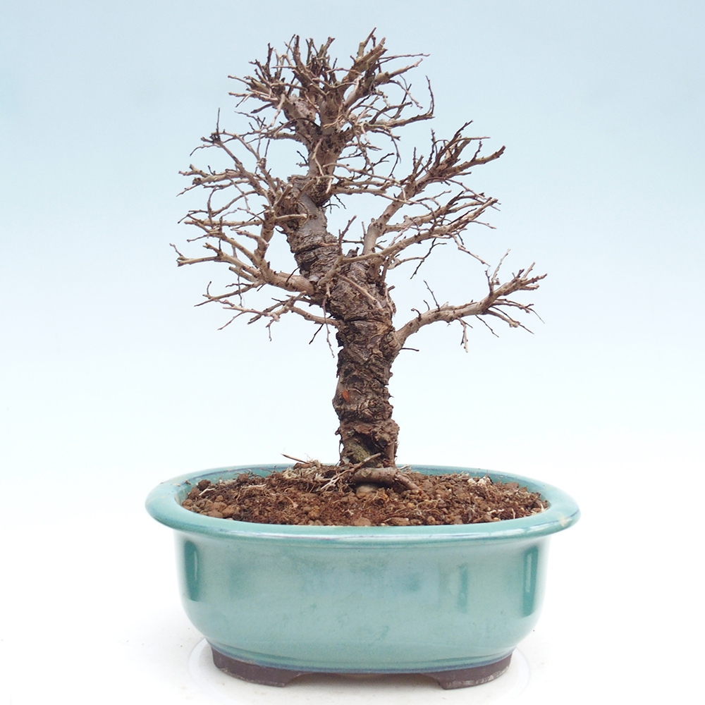 Bonsai da esterno - Zelkova - Zelkova NIRE