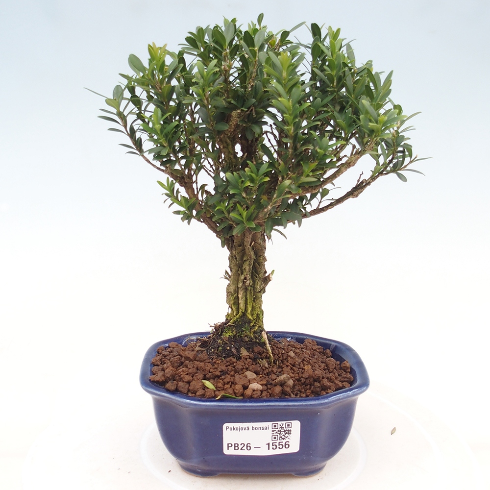 Camera bonsai - Buxus harlandii - buxus da sughero