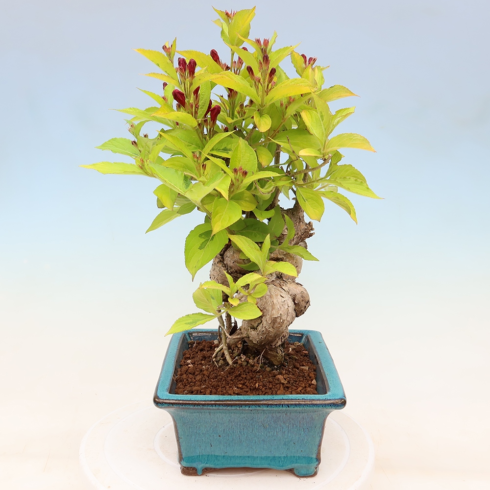 Bonsai da esterno - Weigela subsessilis - Weigela coreana