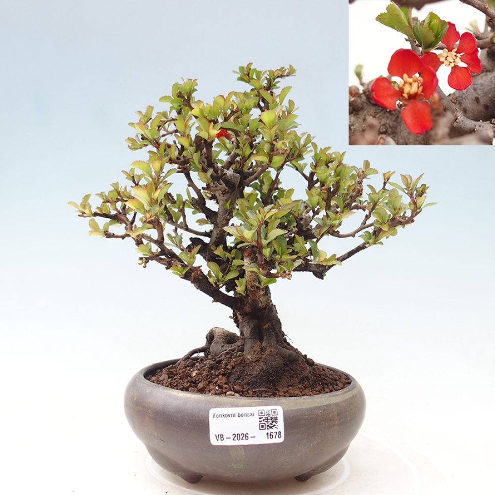 Bonsai da esterno - Chaneomeles speciosa - Cotogno