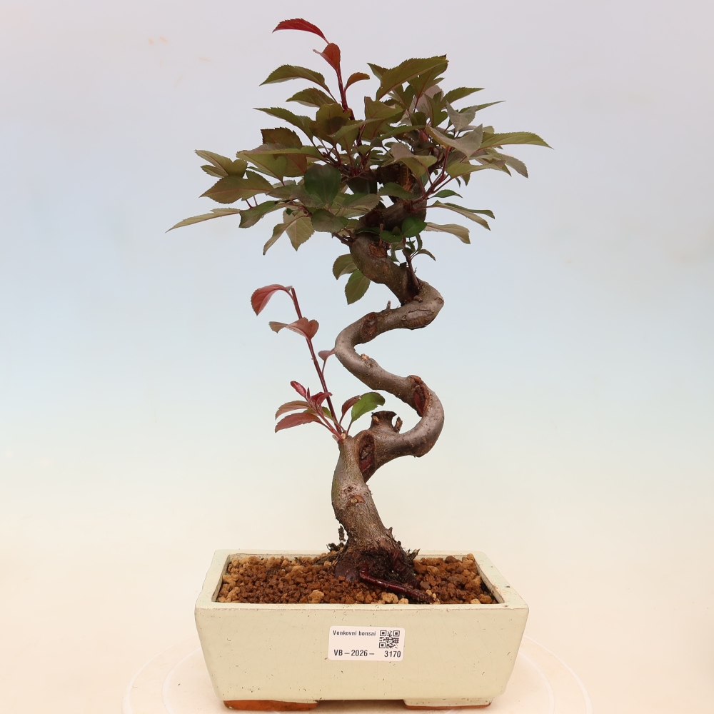 Bonsai da esterno -Malus domestica - Melo a piccoli frutti a foglie rosse