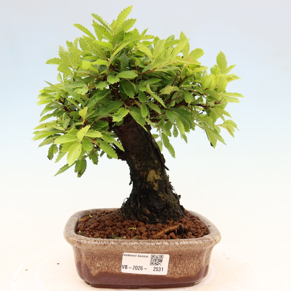 Bonsai da esterno - Zelkova - Zelkova NIRE