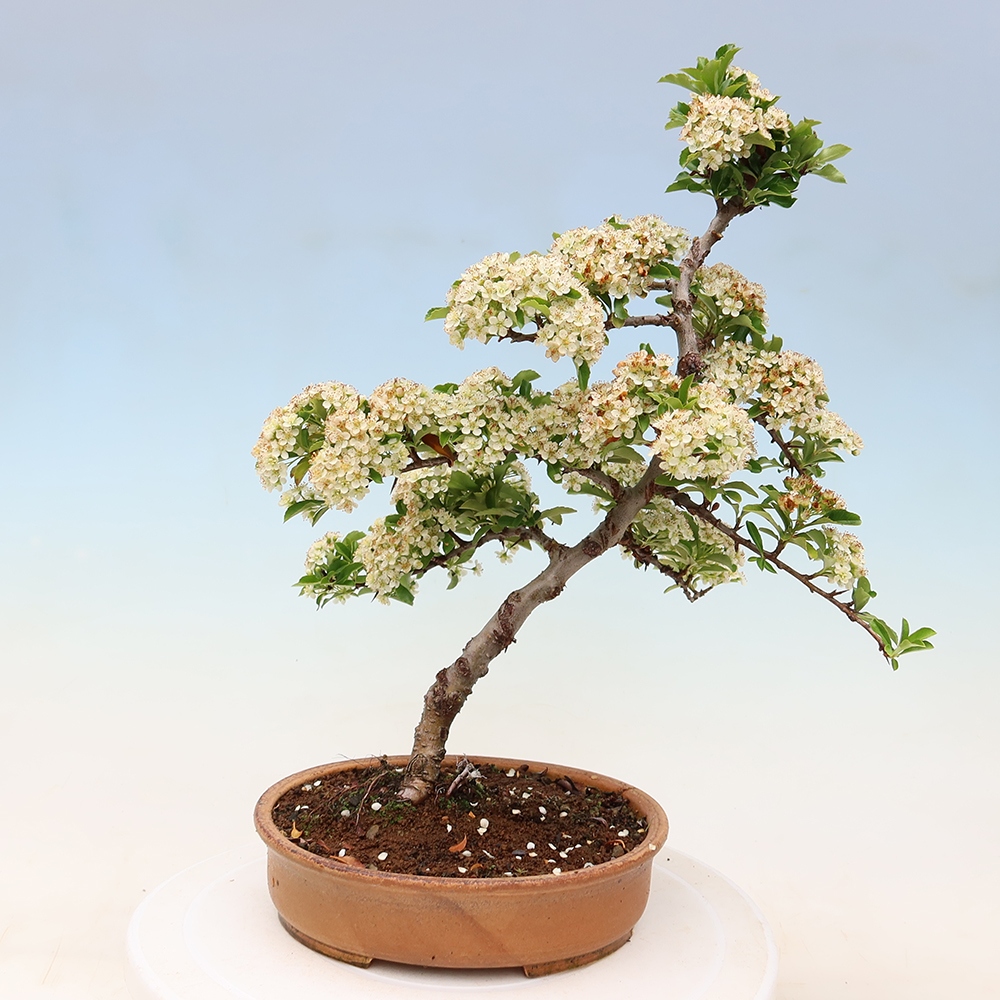 Bonsai da esterno - Pyracantha teton - Pyracantha scarlatta
