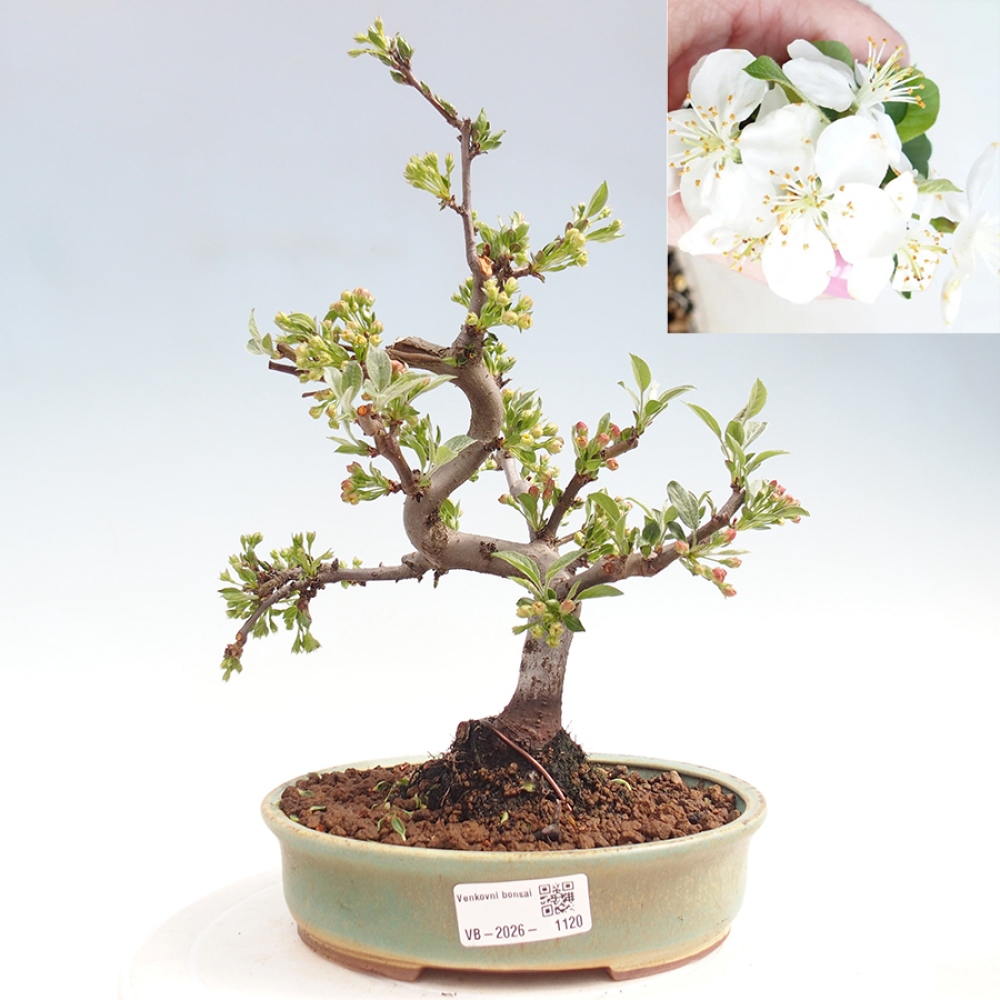 Bonsai da esterno - Malus sargentii - Melo a frutto piccolo