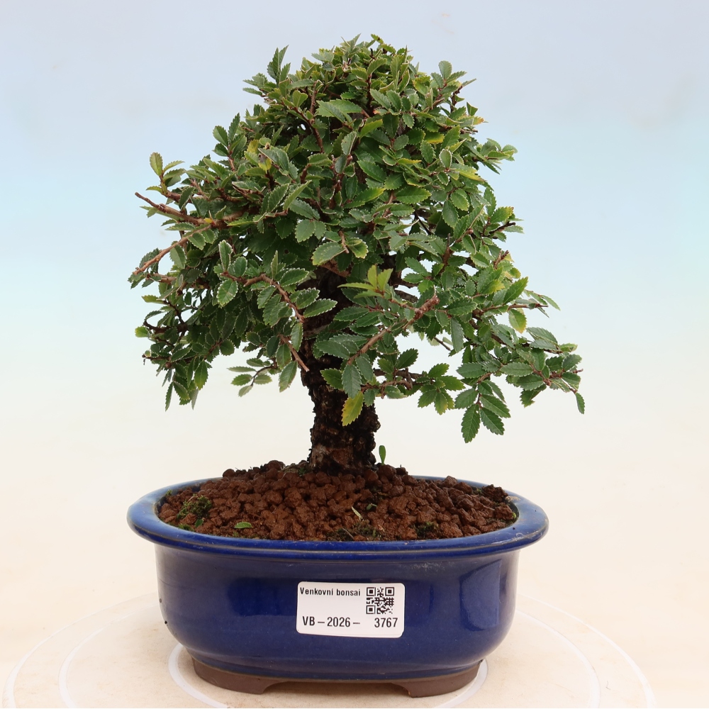 Bonsai da esterno - Zelkova - Zelkova NIRE