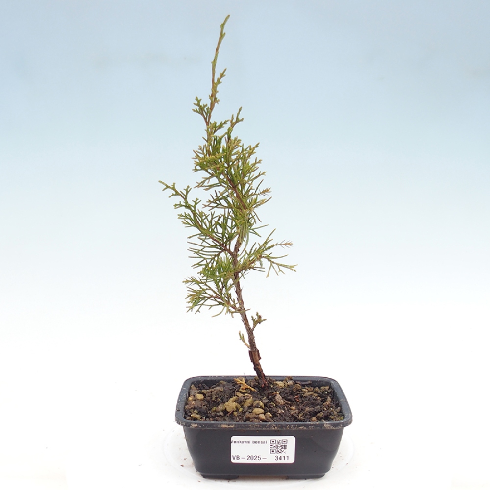 Bonsai da esterno - Juniperus chinensis Itoigawa