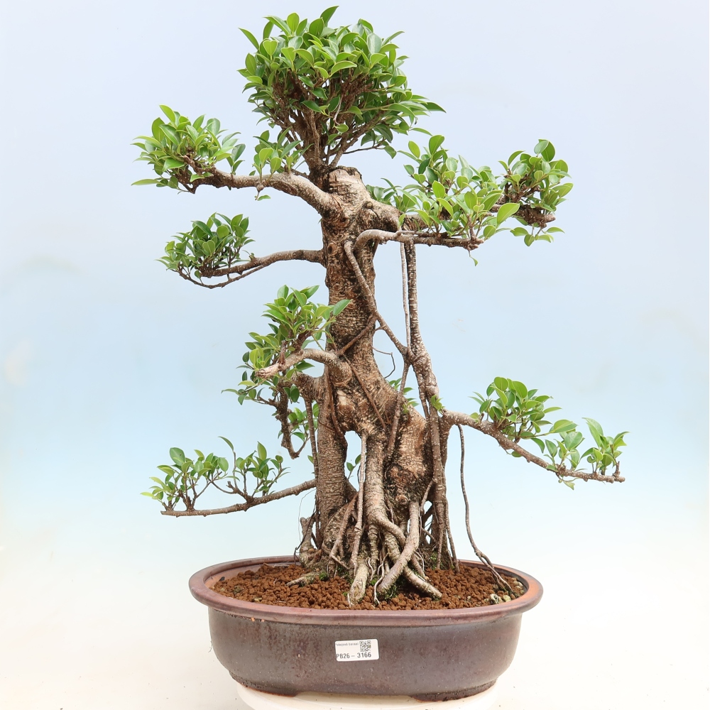 Camera bonsai - Ficus kimmen - ficus a foglie piccole