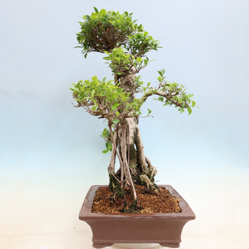 Camera bonsai - Ficus kimmen - ficus a foglie piccole