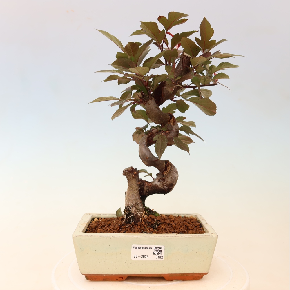 Bonsai da esterno -Malus domestica - Melo a piccoli frutti a foglie rosse