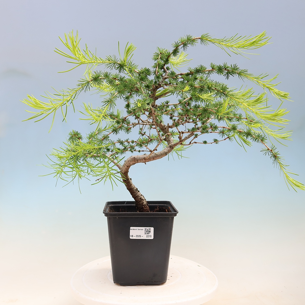 Bonsai da esterno -Larix decidua - Larice