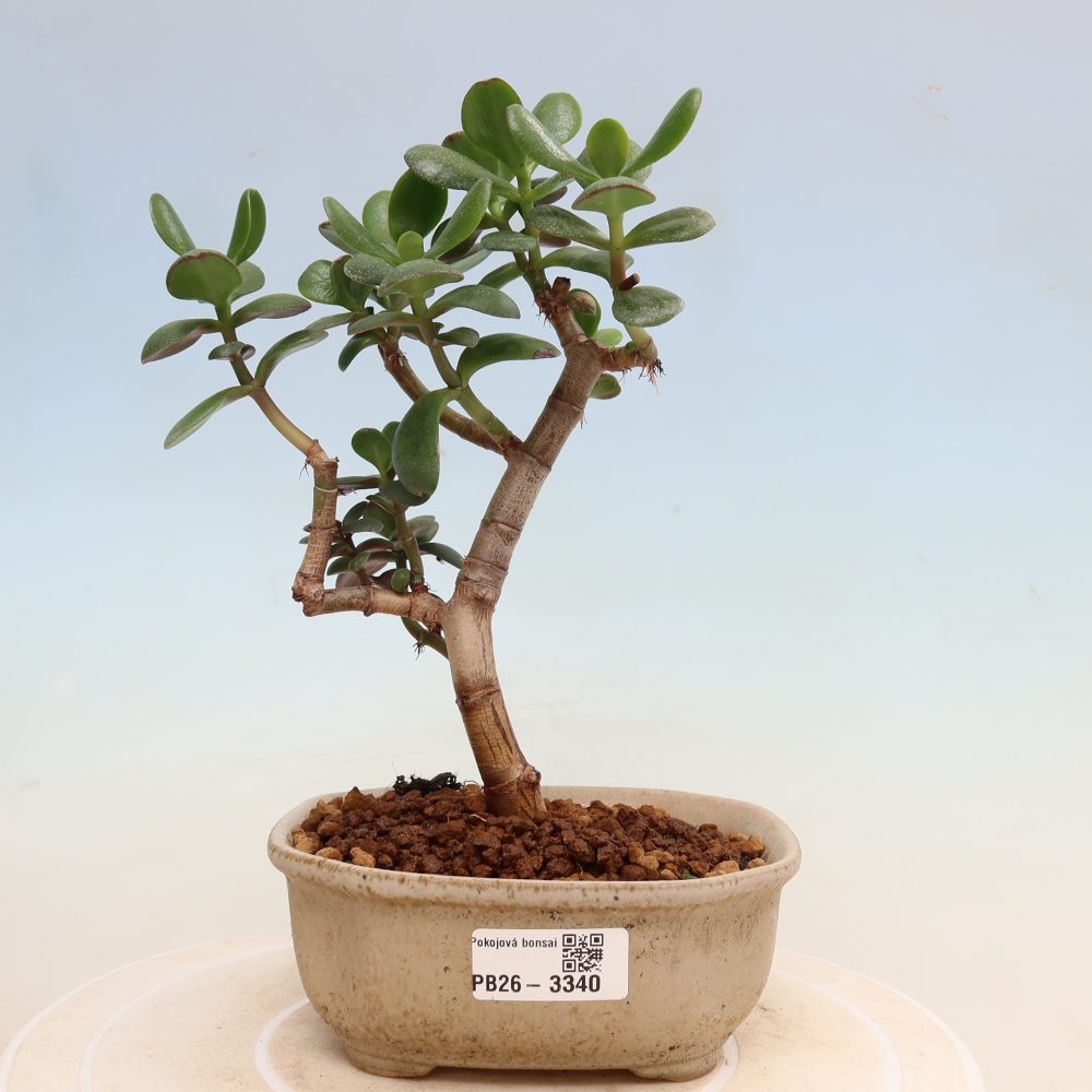 Bonsai da interno - Crassula ovata