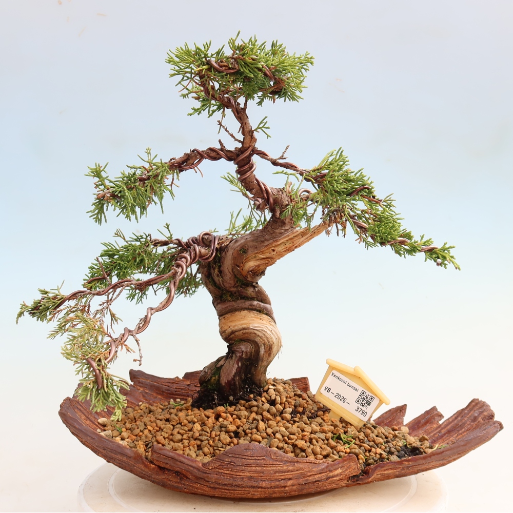 Bonsai da esterno - Juniperus chinensis Itoigawa-Juniperus chinensis