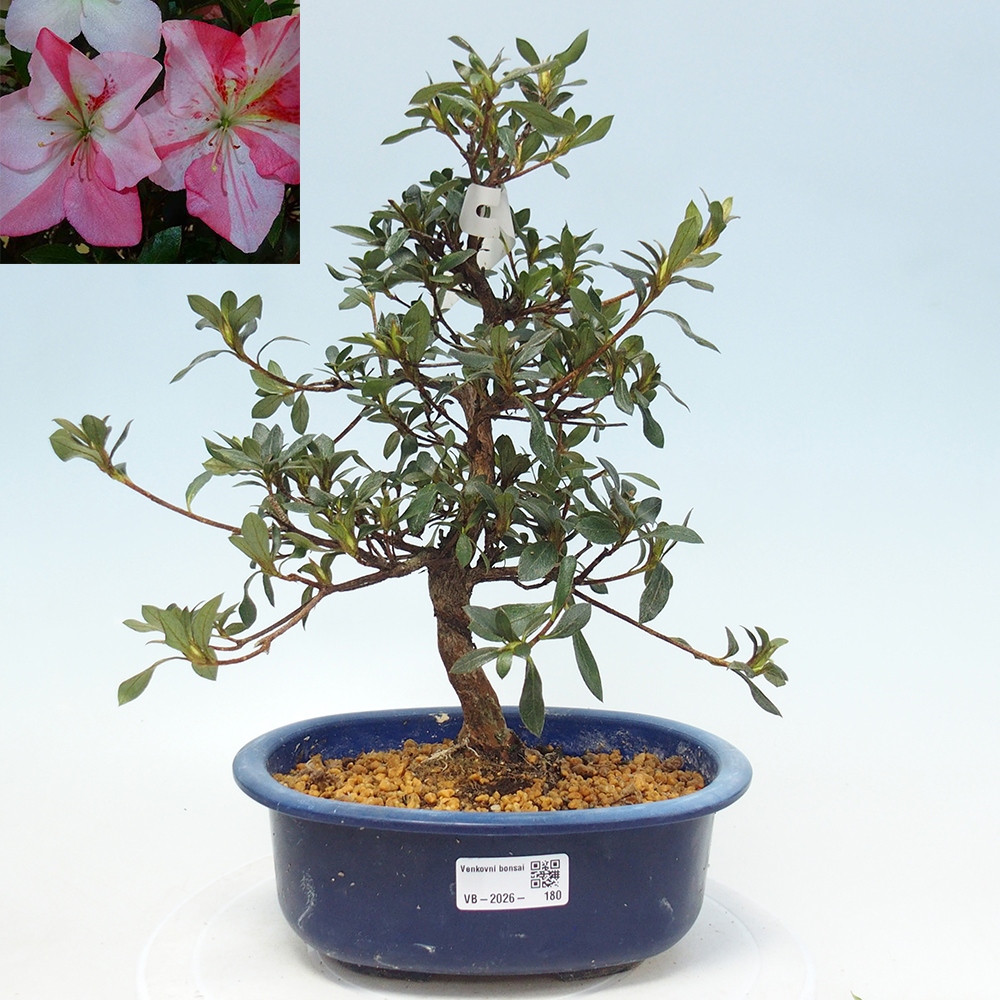 Bonsai da esterno - Azalea giapponese - Azalea Shinsei