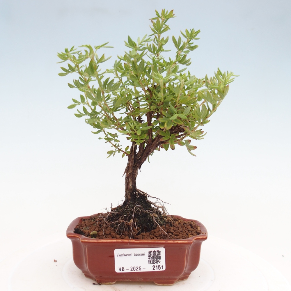 Bonsai da esterno - Potentila fruticosa yellow Bird