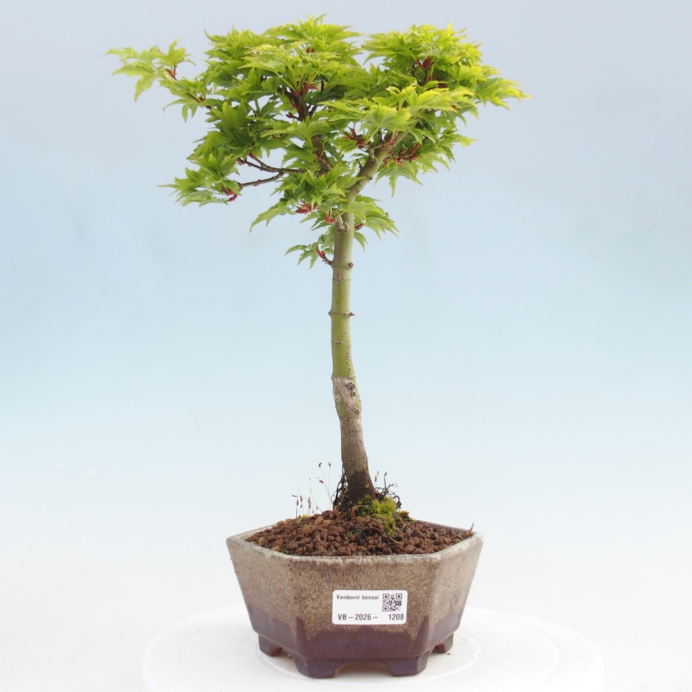 Bonsai da esterno -Palma di Giava Acer palmatum Shishigashira