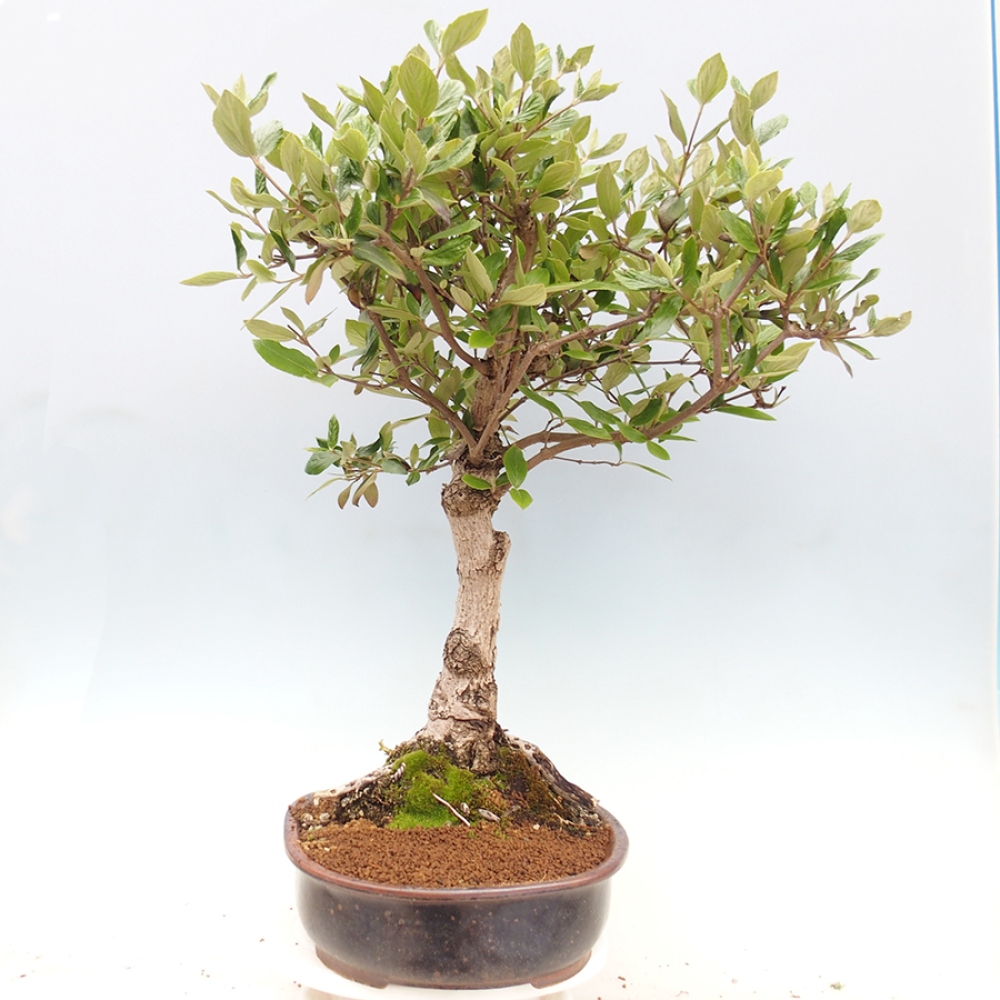 Bonsai all'aperto-Kalina Bodnanská - Viburum carlesii hemsi