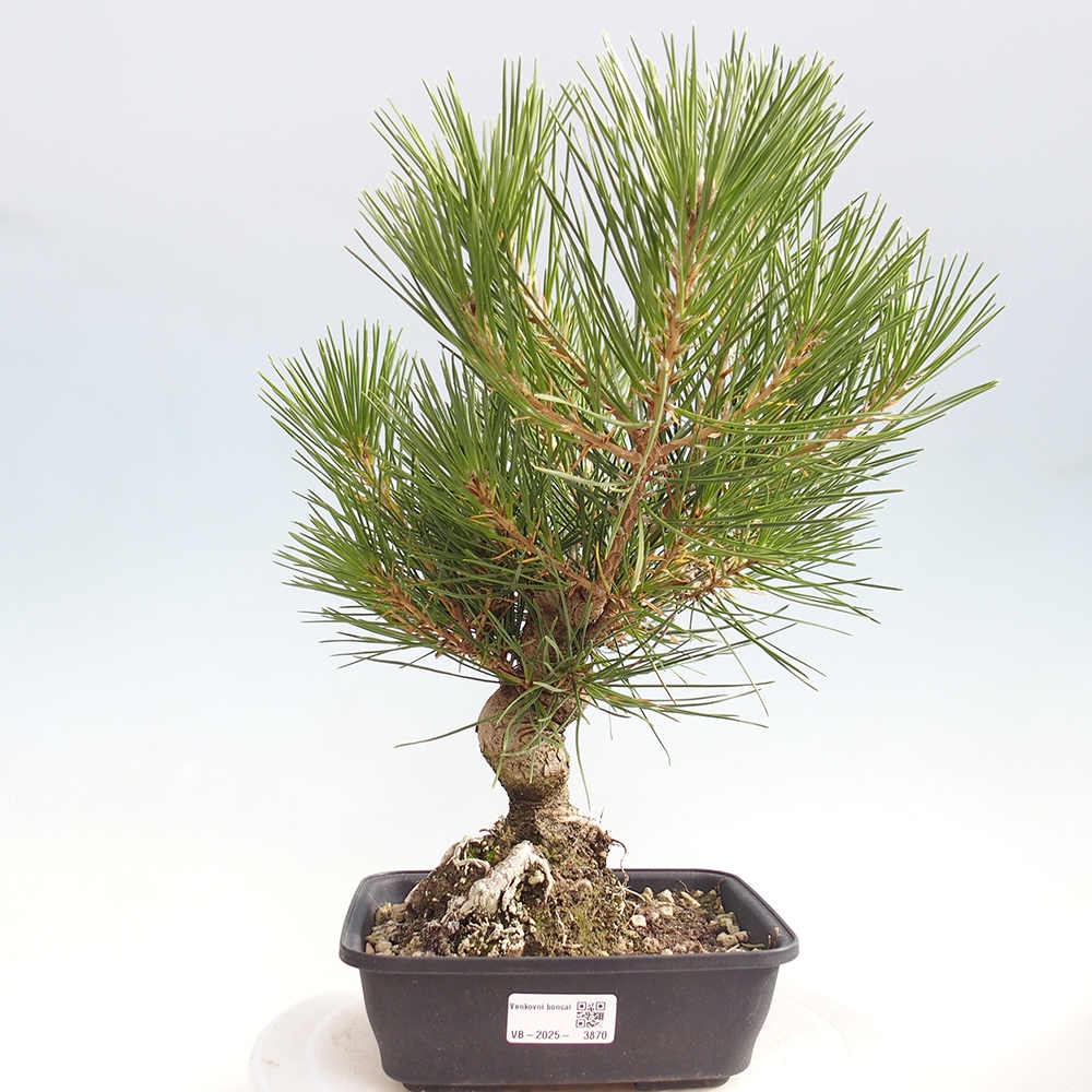 Bonsai da esterno - Pinus thunbergii - Pino di Thunberg