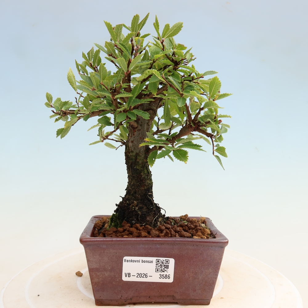 Bonsai da esterno - Zelkova - Zelkova NIRE
