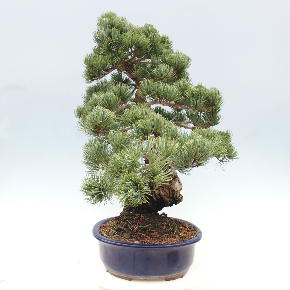 Bonsai da esterno - Pinus parviflora - Pinus parviflora