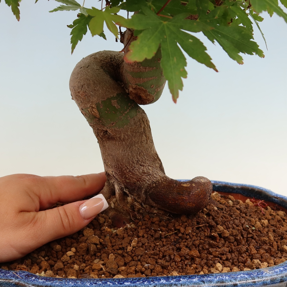 Bonsai da esterno - Acero Burger - Acer Burgerianum