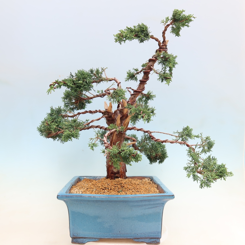 Bonsai da esterno - Juniperus chinensis Kishu