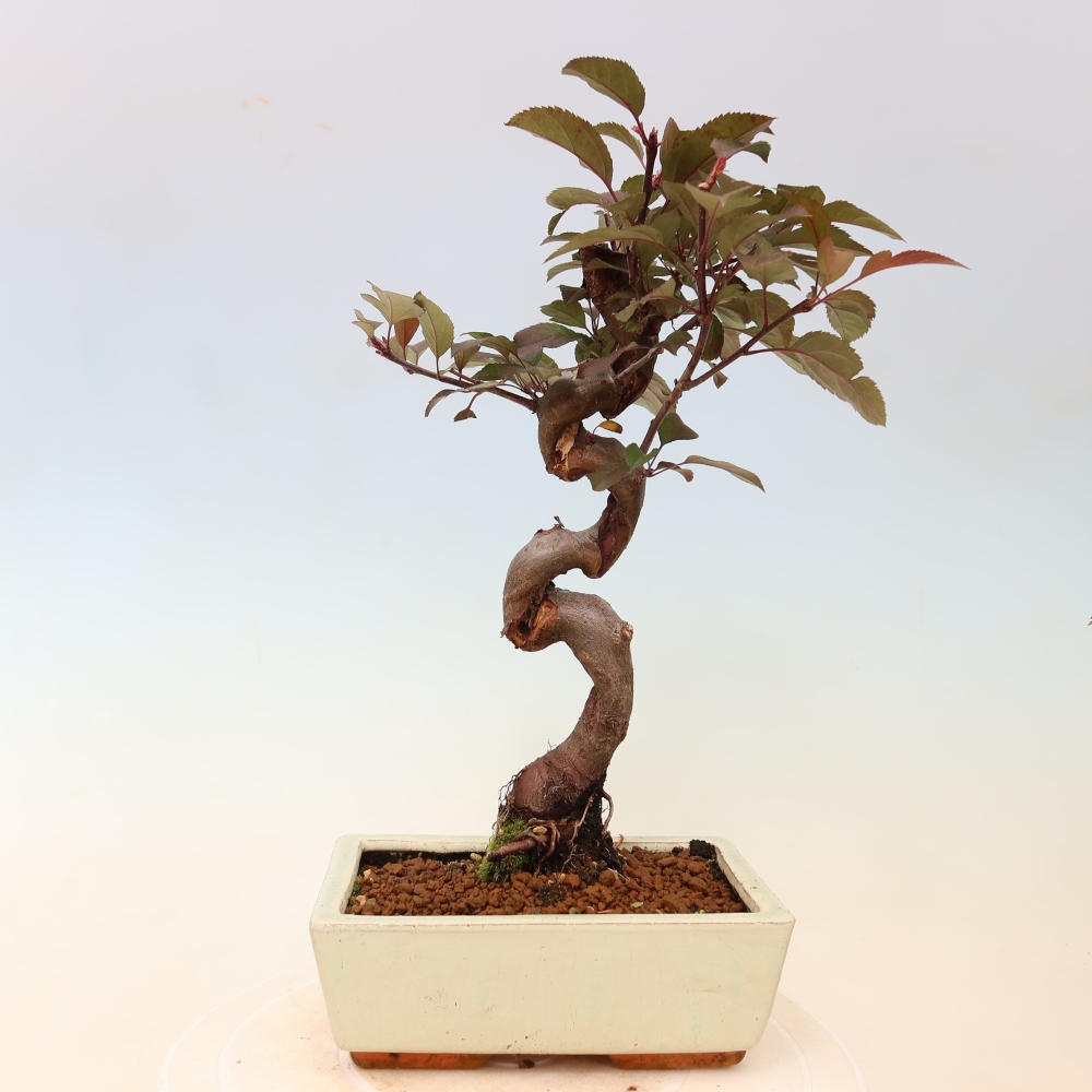 Bonsai da esterno -Malus domestica - Melo a piccoli frutti a foglie rosse