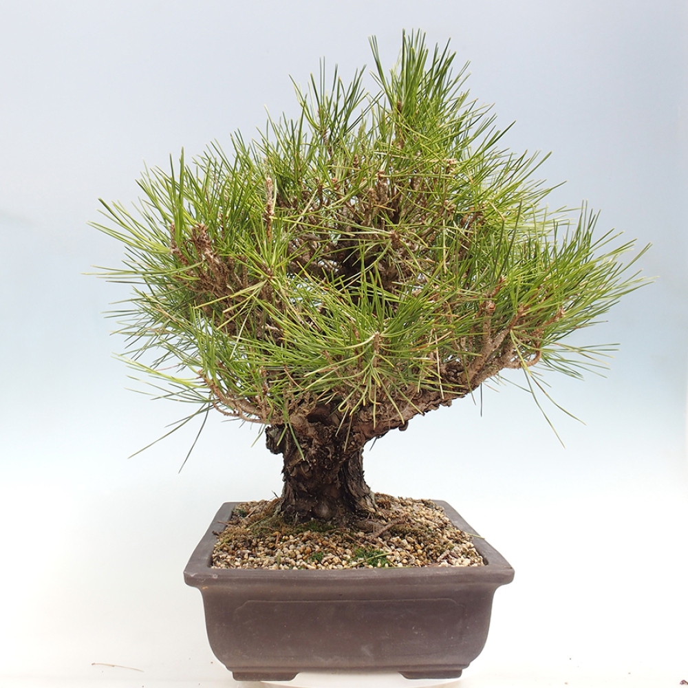Bonsai da esterno - Pinus thunbergii - Pino di Thunberg