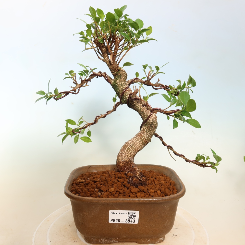 Camera bonsai - Ficus kimmen - ficus a foglie piccole