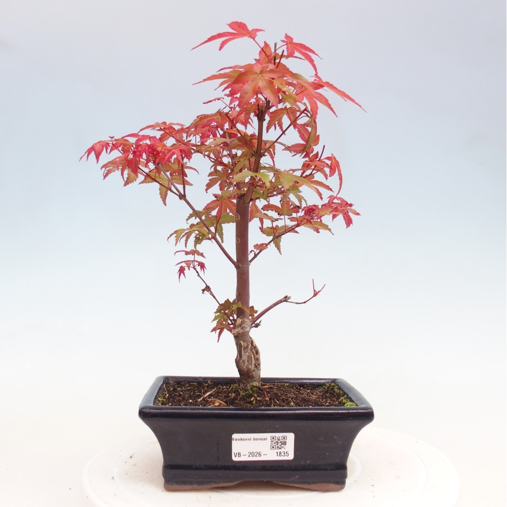 Bonsai da esterno - Acer palmatum DESHOJO
