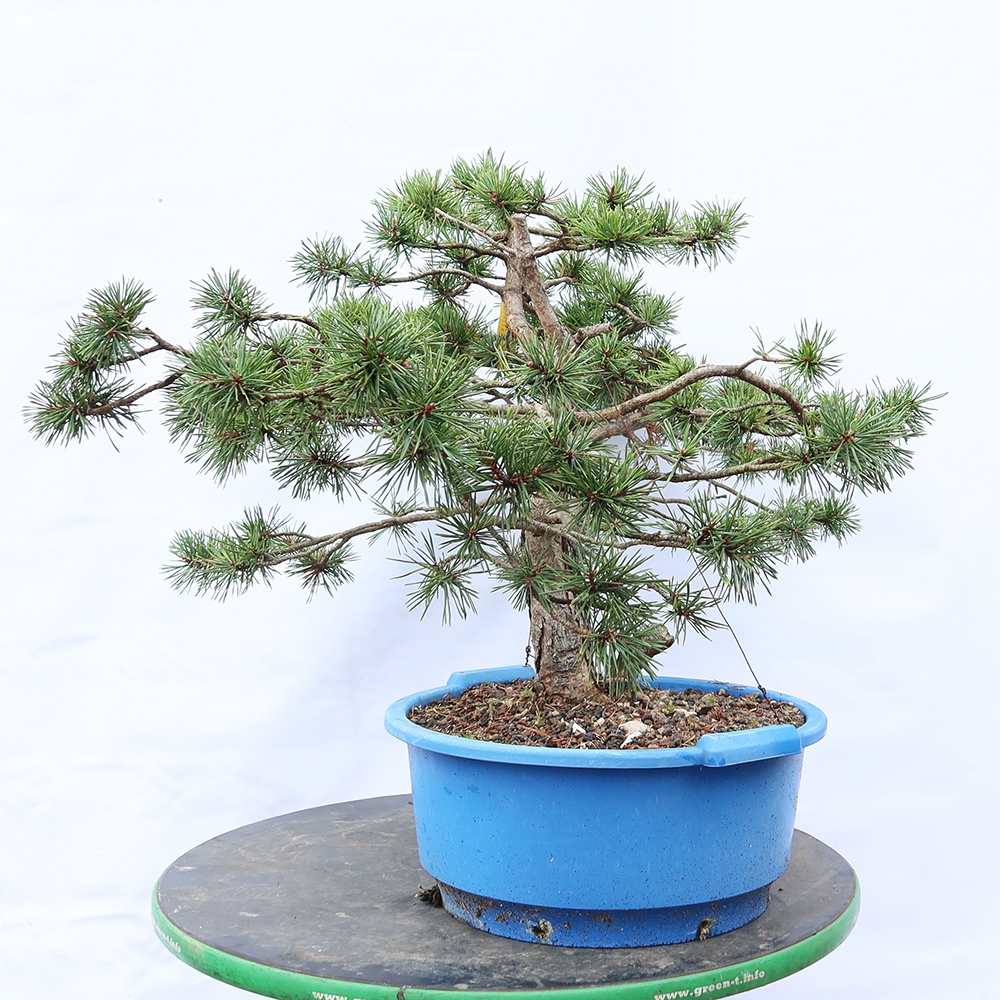 Pinus sylvestris Spagna - pino silvestre