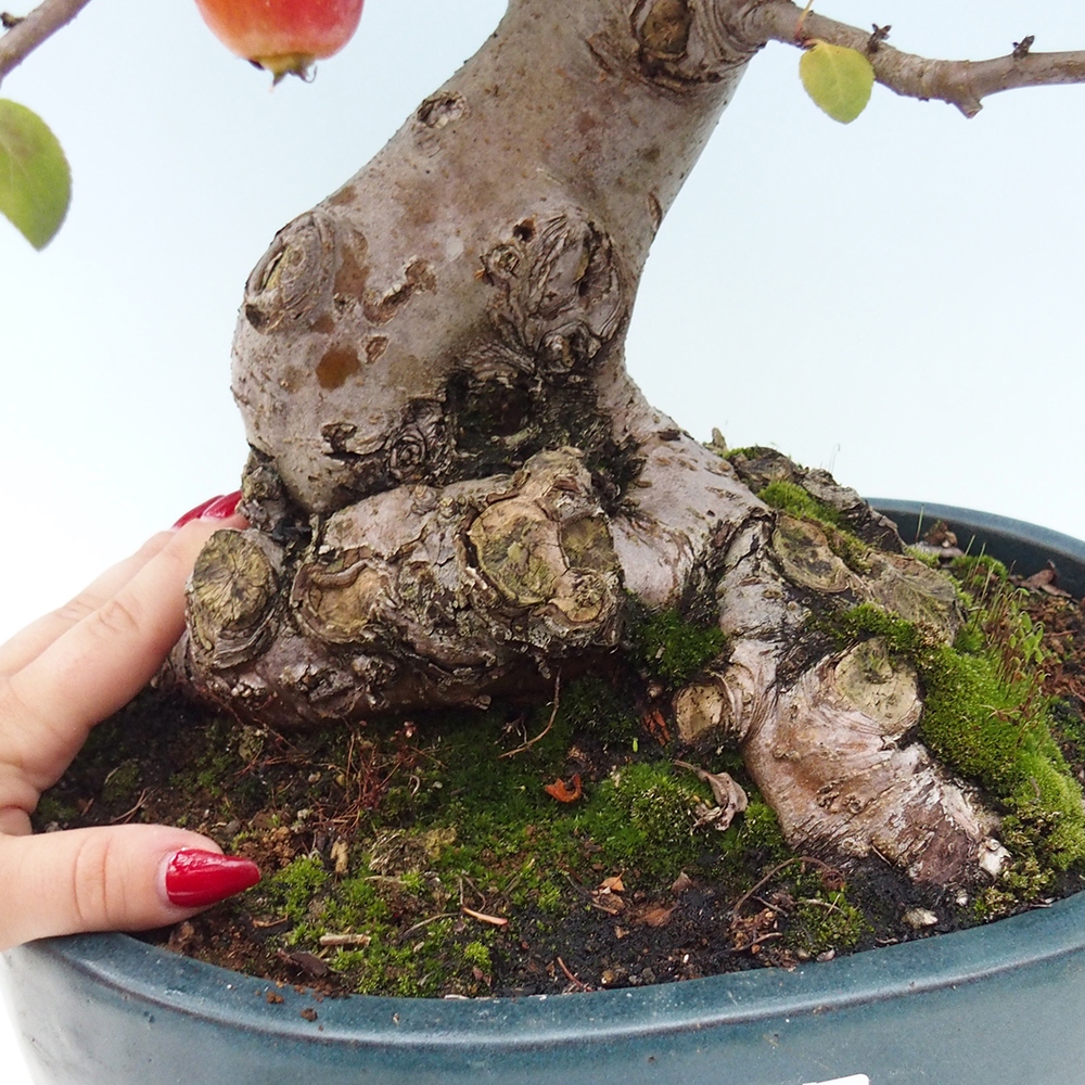 Bonsai da esterno -Malus halliana - Melo a frutto piccolo