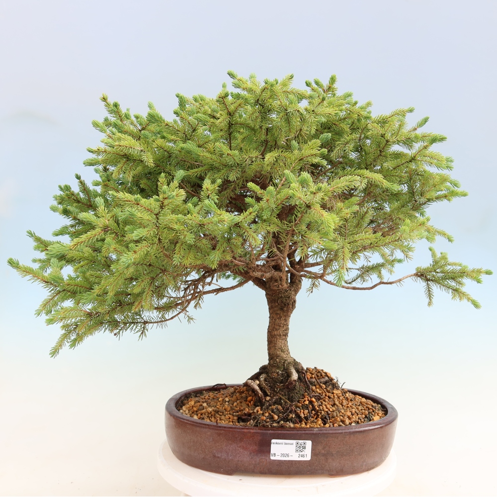 Bonsai da esterno - Picea glauca Echiniformis – Abete grigio