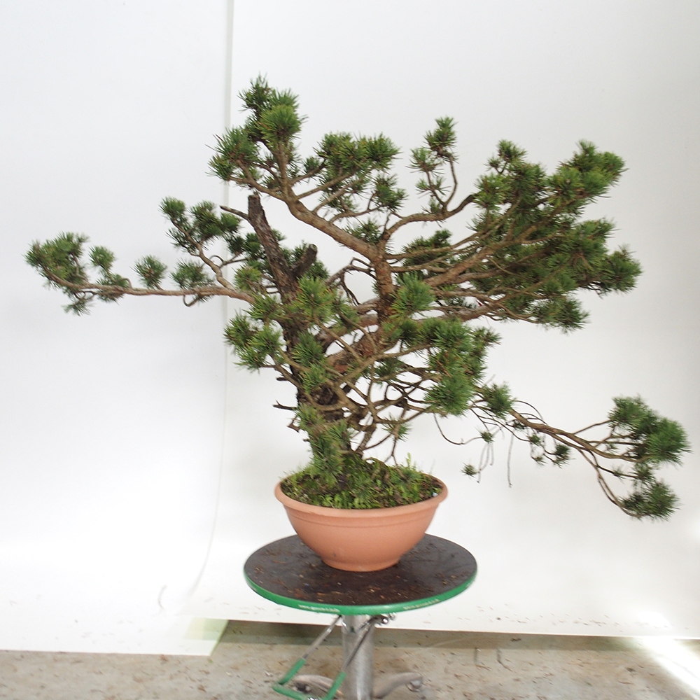 Yamadori - Pinus sylvestris Spagna