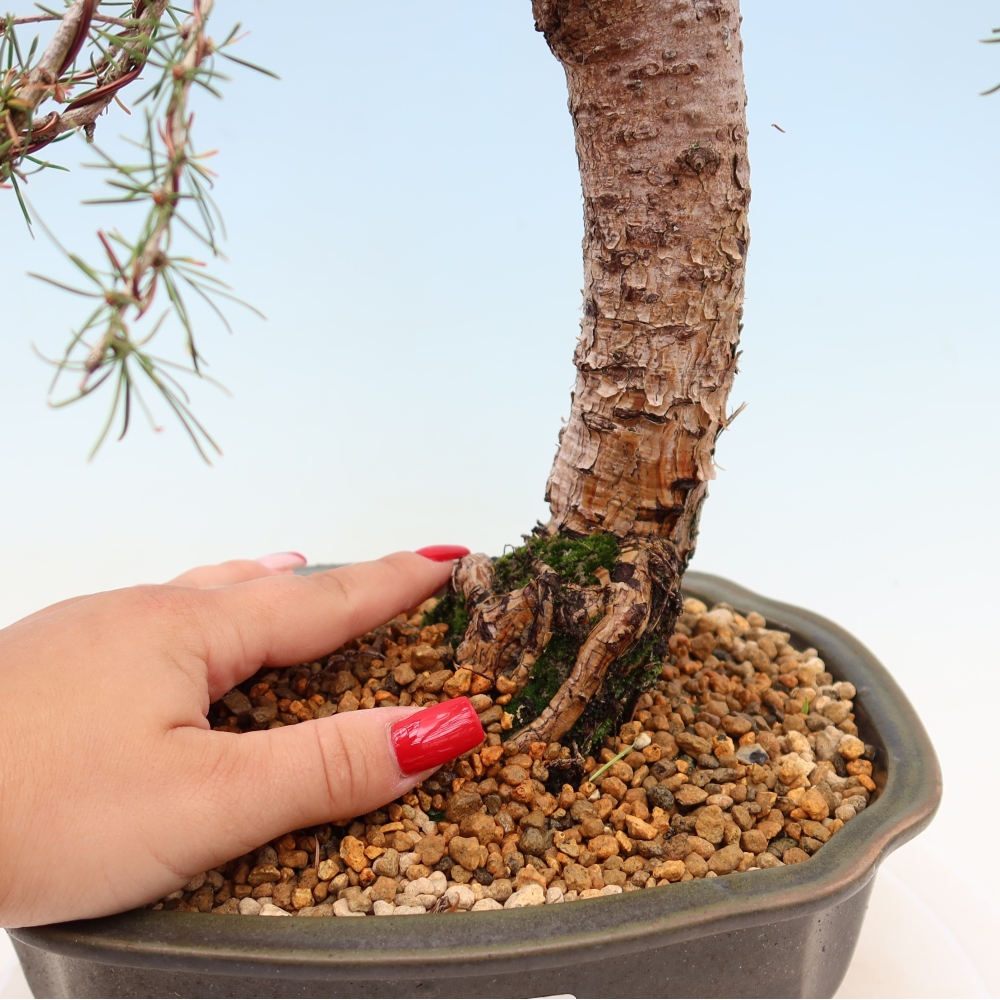 Bonsai da esterno -Larix decidua - Larice