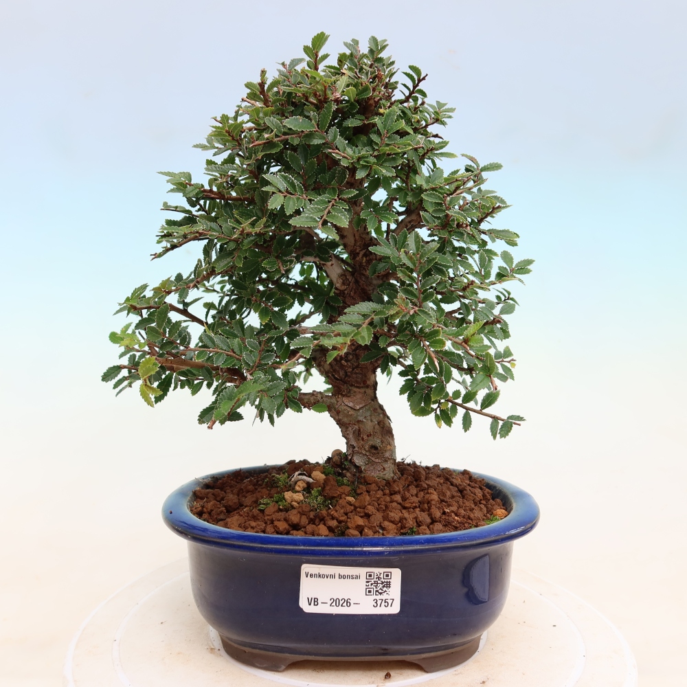 Bonsai da esterno - Zelkova - Zelkova NIRE
