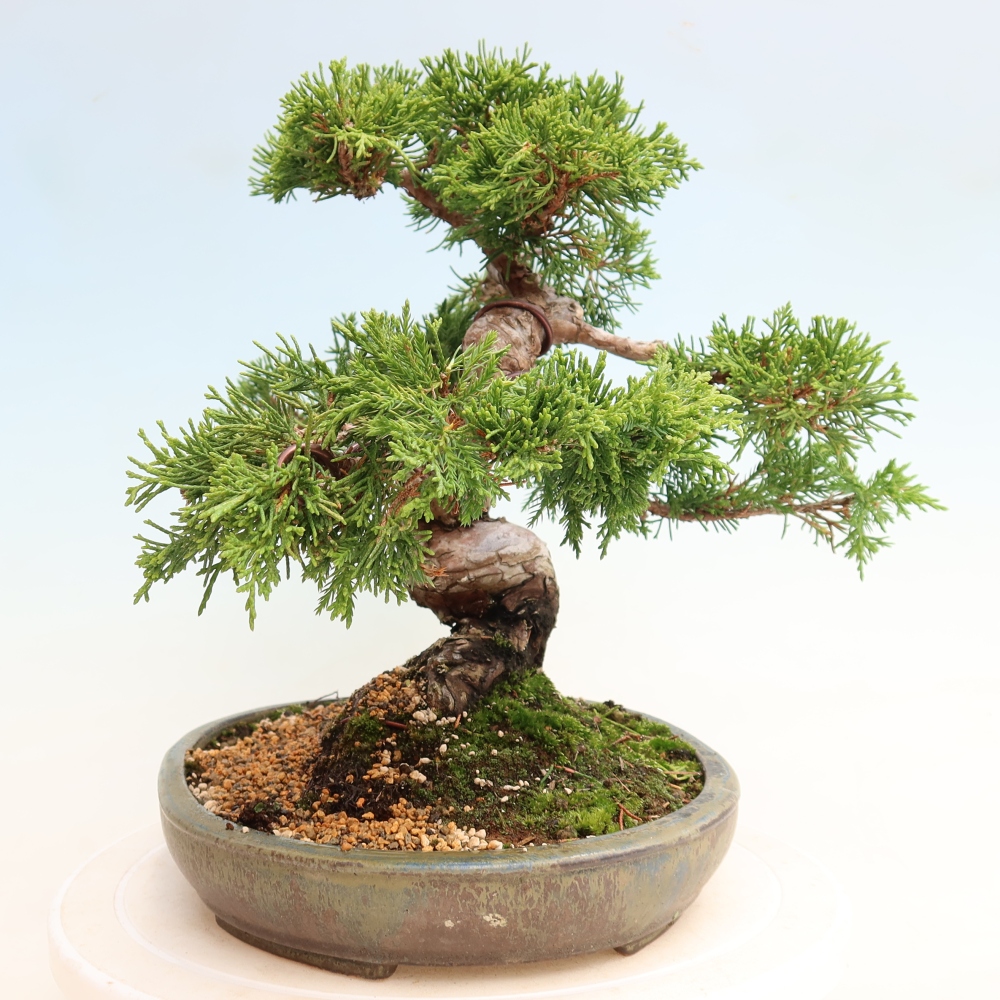 Bonsai da esterno - Juniperus chinensis Itoigawa-Juniperus chinensis