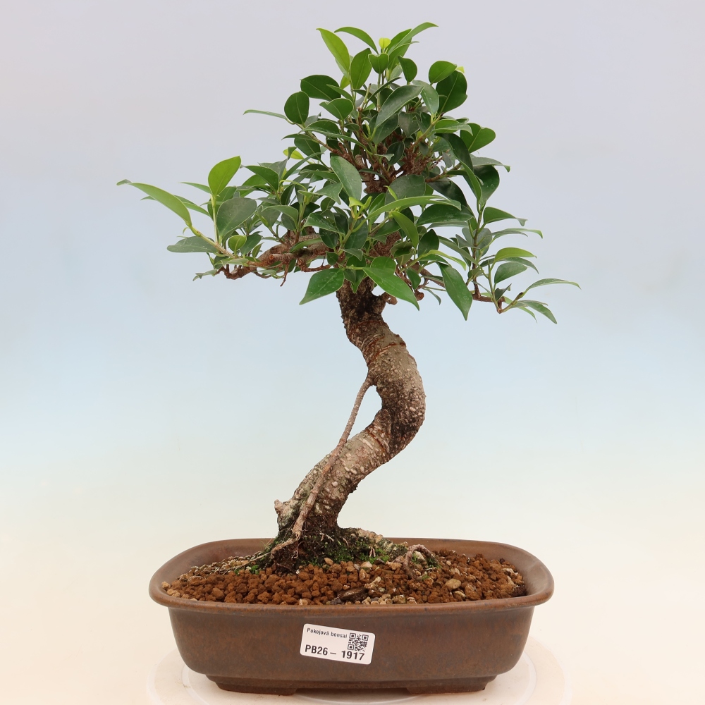 Camera bonsai - Ficus kimmen - ficus a foglie piccole
