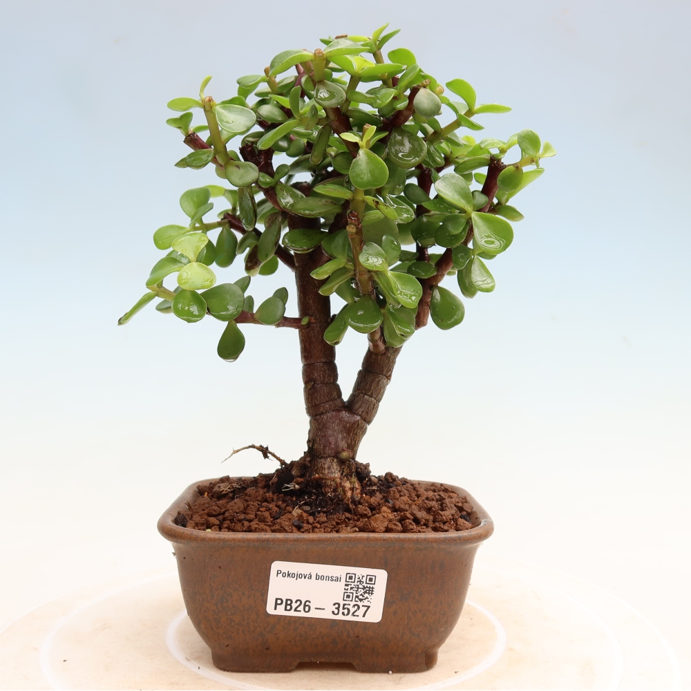 Camera bonsai - Portulakaria Afra - Tlustice