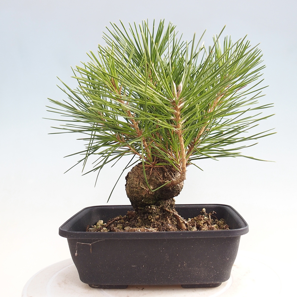 Bonsai da esterno - Pinus thunbergii - Pino di Thunberg